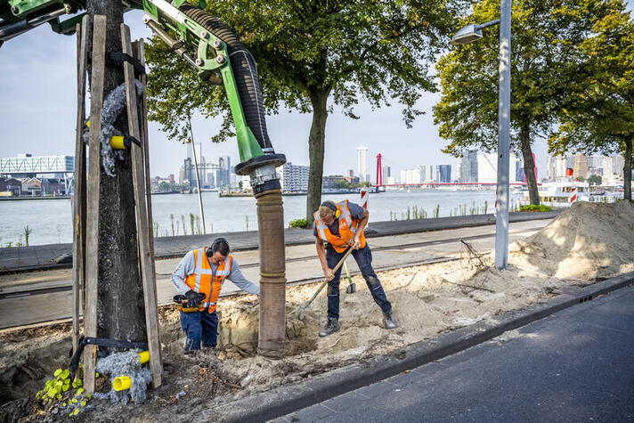 Deze bomen in Rotterdam zijn toe aan een grote beurt